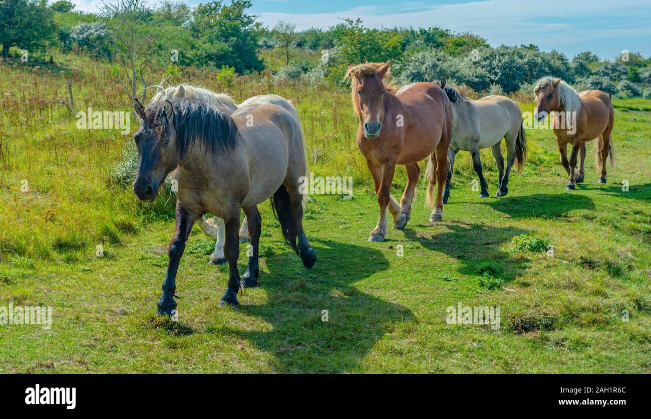 Gibraltar Point, Skegness, Lincolnshire, Angleterre - Poneys Highland sur la réserve naturelle nationale de l'aide de nombreuses espèces à pâturage conservation Banque D'Images