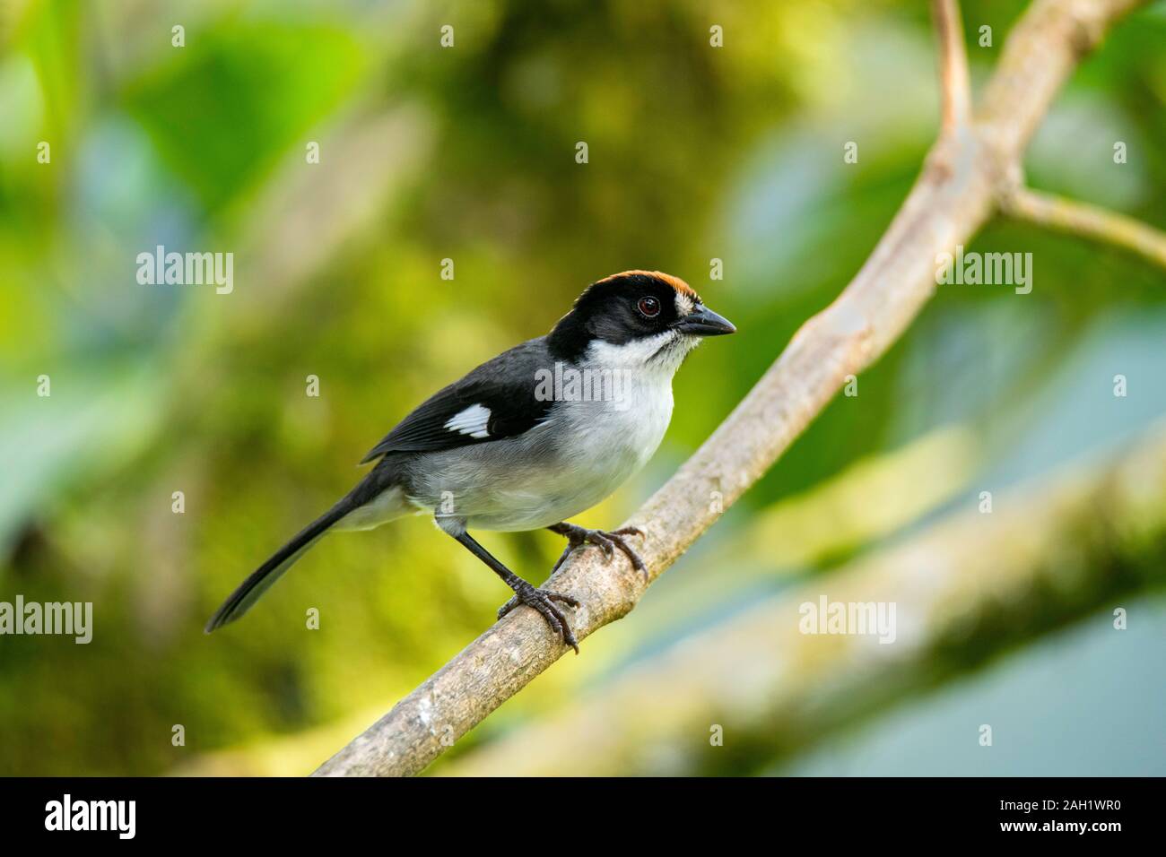 White-winged Brush-Finch Atlapetes leucopterus Tandayapa, Equateur 6 décembre 2019 Passerellidae Adultes Banque D'Images
