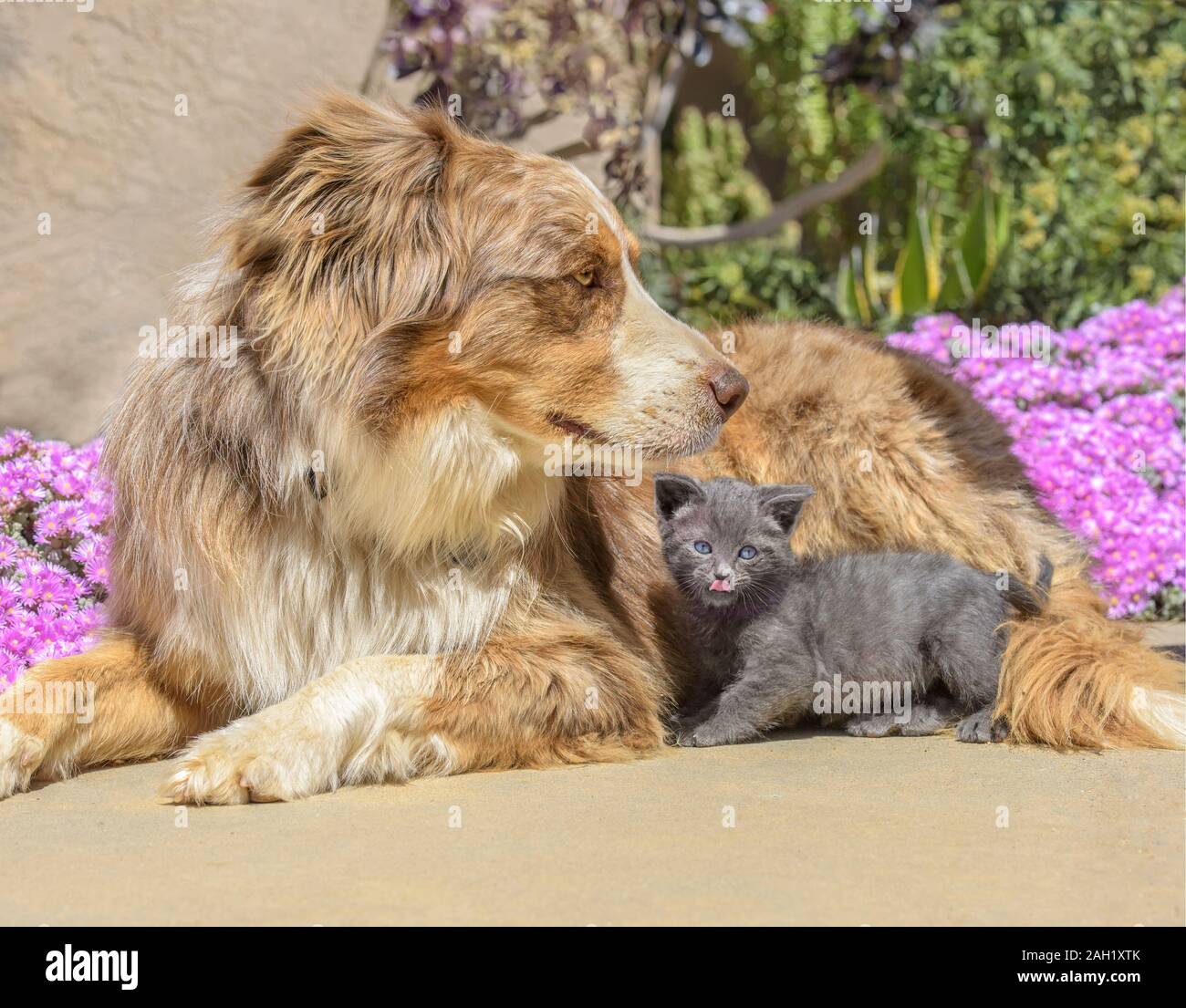 Sheppard australien chien mix avec petit chaton Banque D'Images