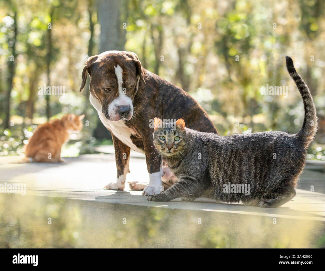Chien de taureau américain et ami de chat tabby Banque D'Images