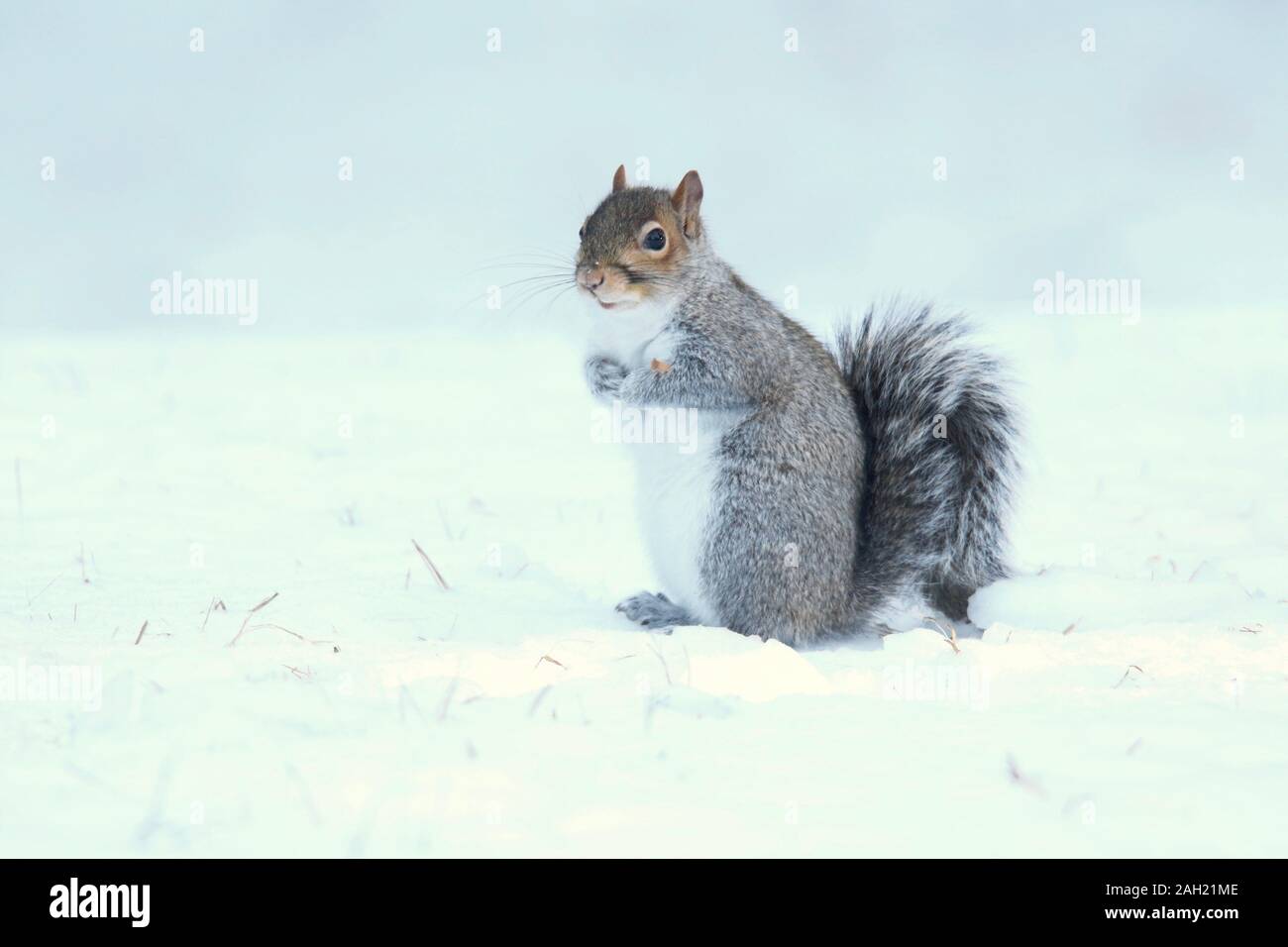 Un écureuil gris à l'extérieur sur un jour de neige en hiver Banque D'Images