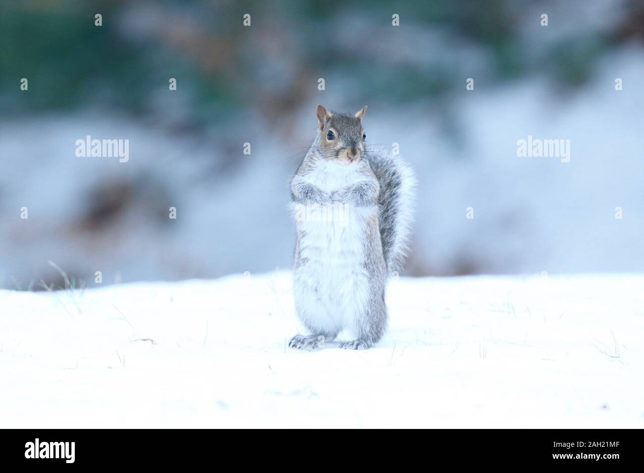 Un écureuil gris à l'extérieur sur un jour de neige en hiver Banque D'Images