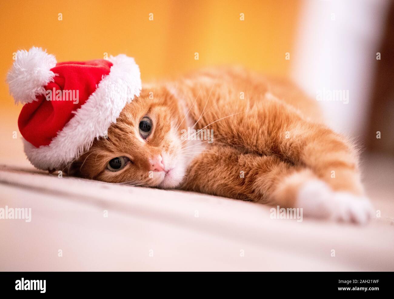 Une Douce Jeune Chat Roux Avec De Grands Yeux Verts Est Effrayant Sur Le Sol Le Chat Porte Un Chapeau De Noel Et A La Recherche Dans L Appareil Photo Stock Alamy