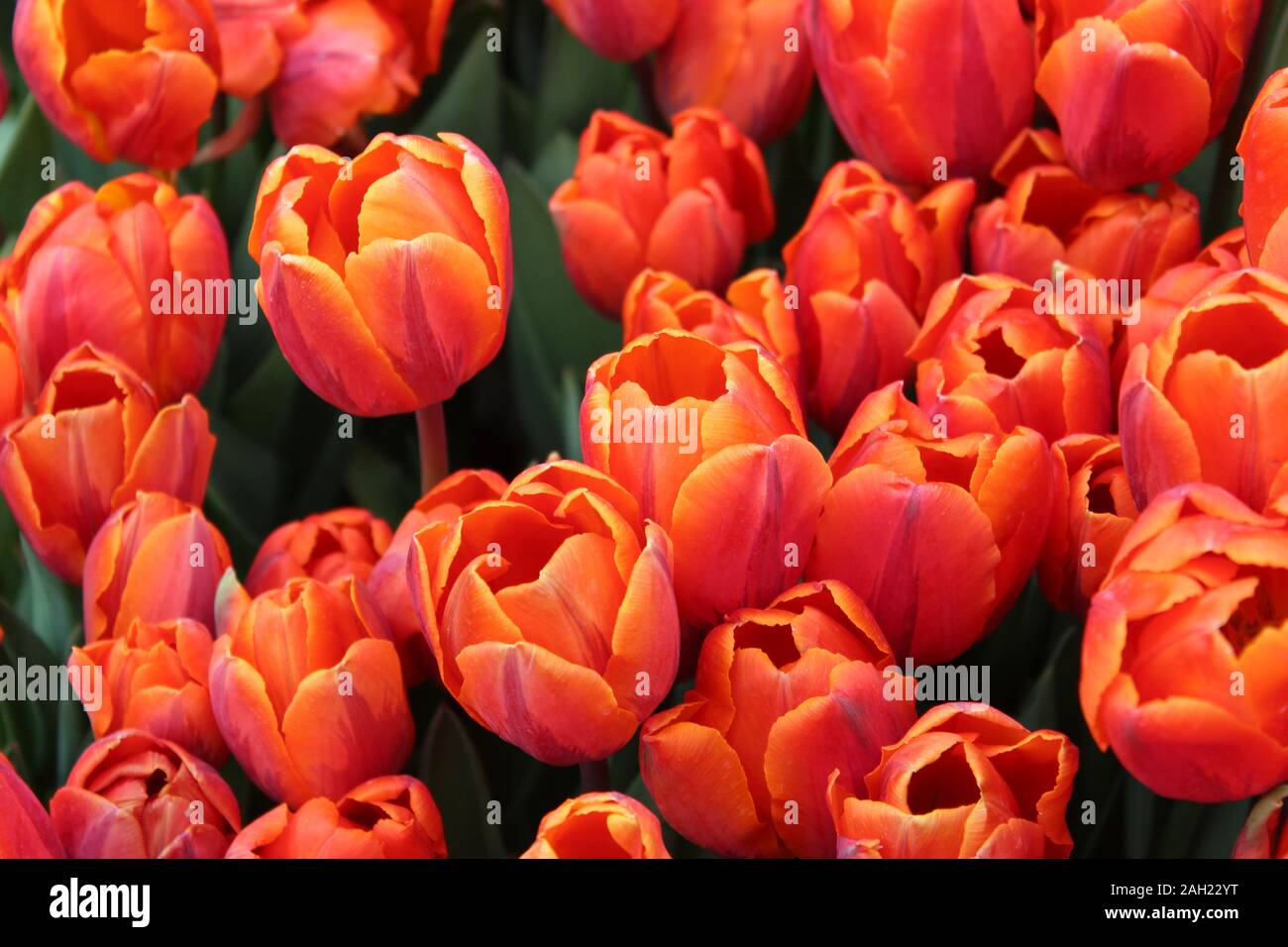Tulipes rouges au Danemark. Banque D'Images