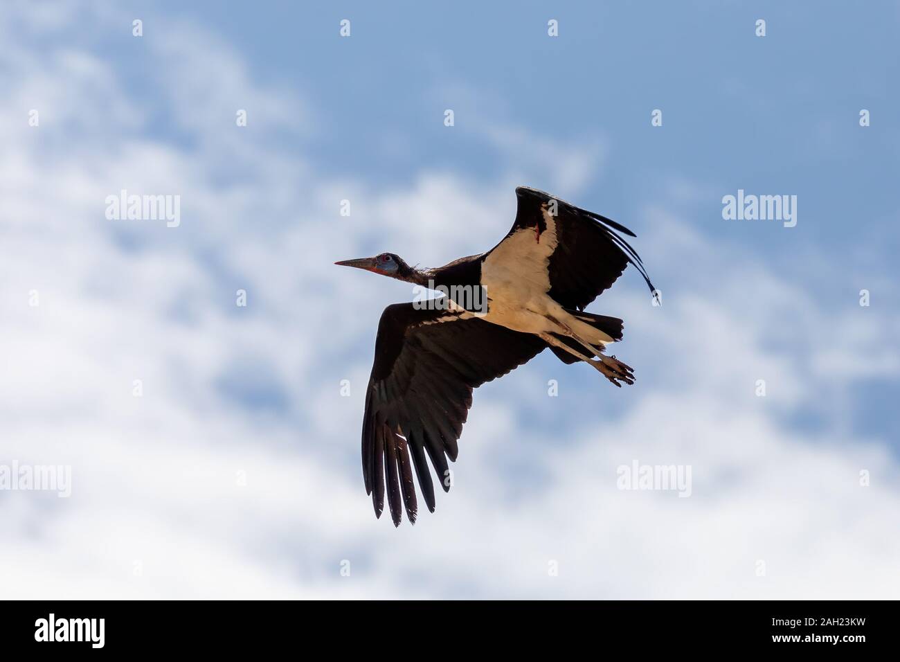 À ventre blanc oiseau volant Stork Ciconia abdimii, contre le fond de ciel bleu. La faune du sud de l'Ethiopie Banque D'Images