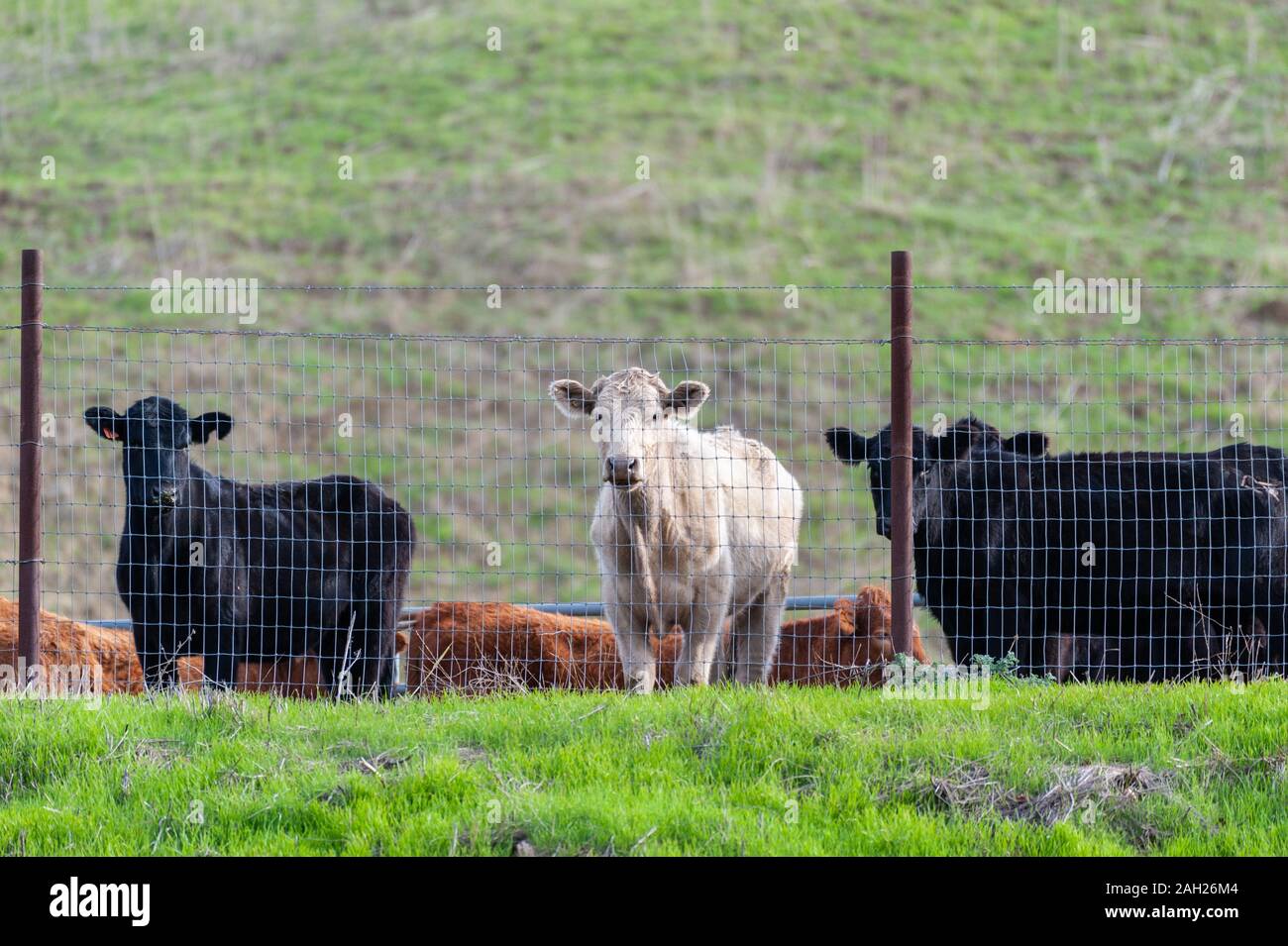 Vache blanche debout derrière clôture métallique sur la propriété à flanc de colline avec beaucoup de pâturages disponibles. Banque D'Images