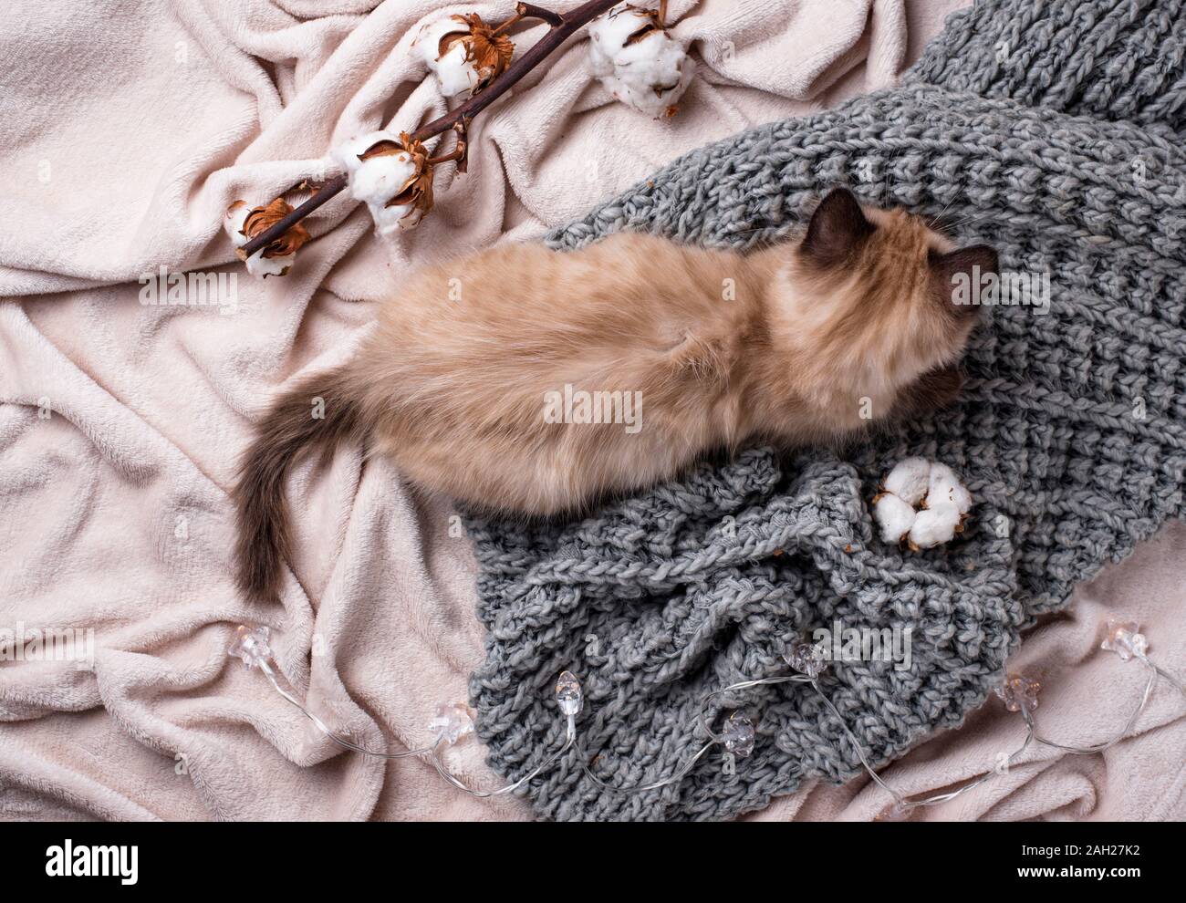Peu drôle chaton sur plaid tricoté Banque D'Images
