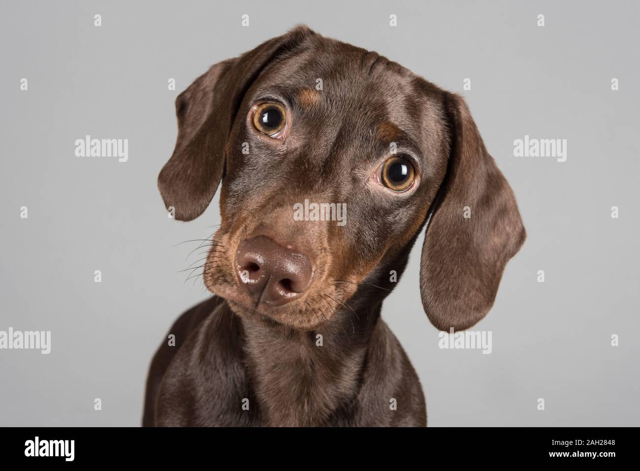 17 semaines, Chocolate miniature Dachshund Puppy, Homme, Royaume-Uni. Banque D'Images