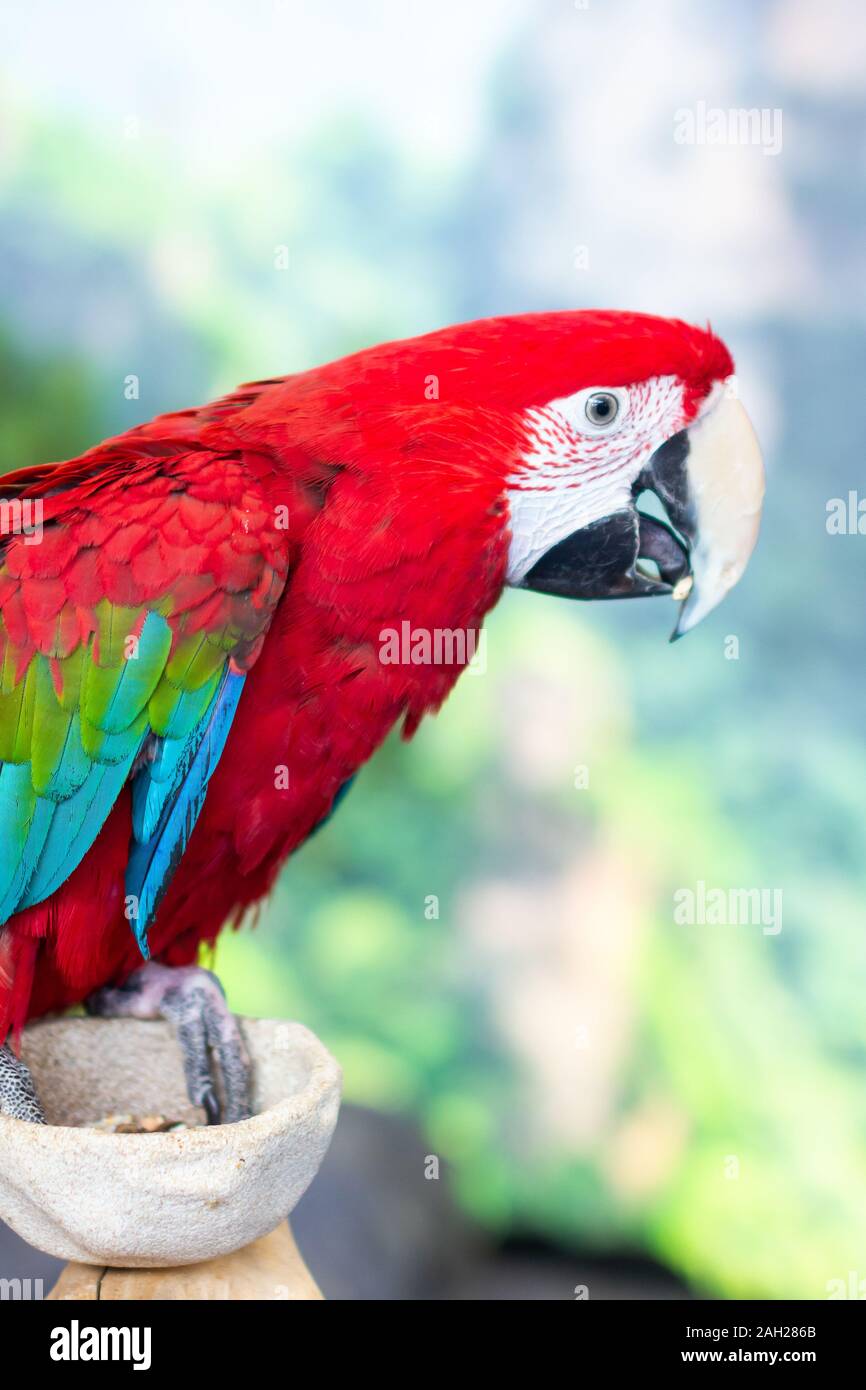 Portrait de perroquet ara rouge coloré Banque D'Images