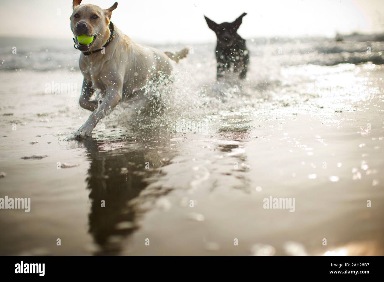 Les chiens jouant sur une plage. Banque D'Images