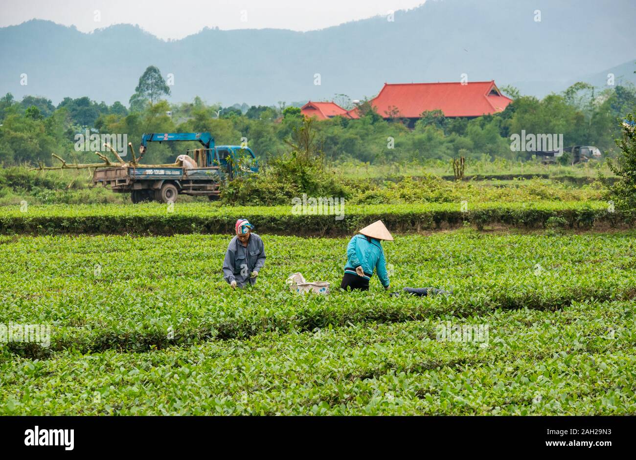 Les femmes vietnamiennes travaillant dans le secteur agricole les feuilles de thé, province de Thai Nguyen, Nord du Vietnam, Asie Banque D'Images