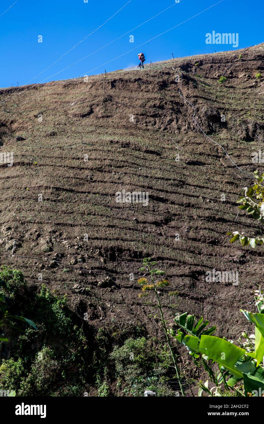 L'image spectaculaire des travailleurs haïtiens dans les champs sur le terrain élevé dans les Caraïbes des montagnes de la République dominicaine. Banque D'Images