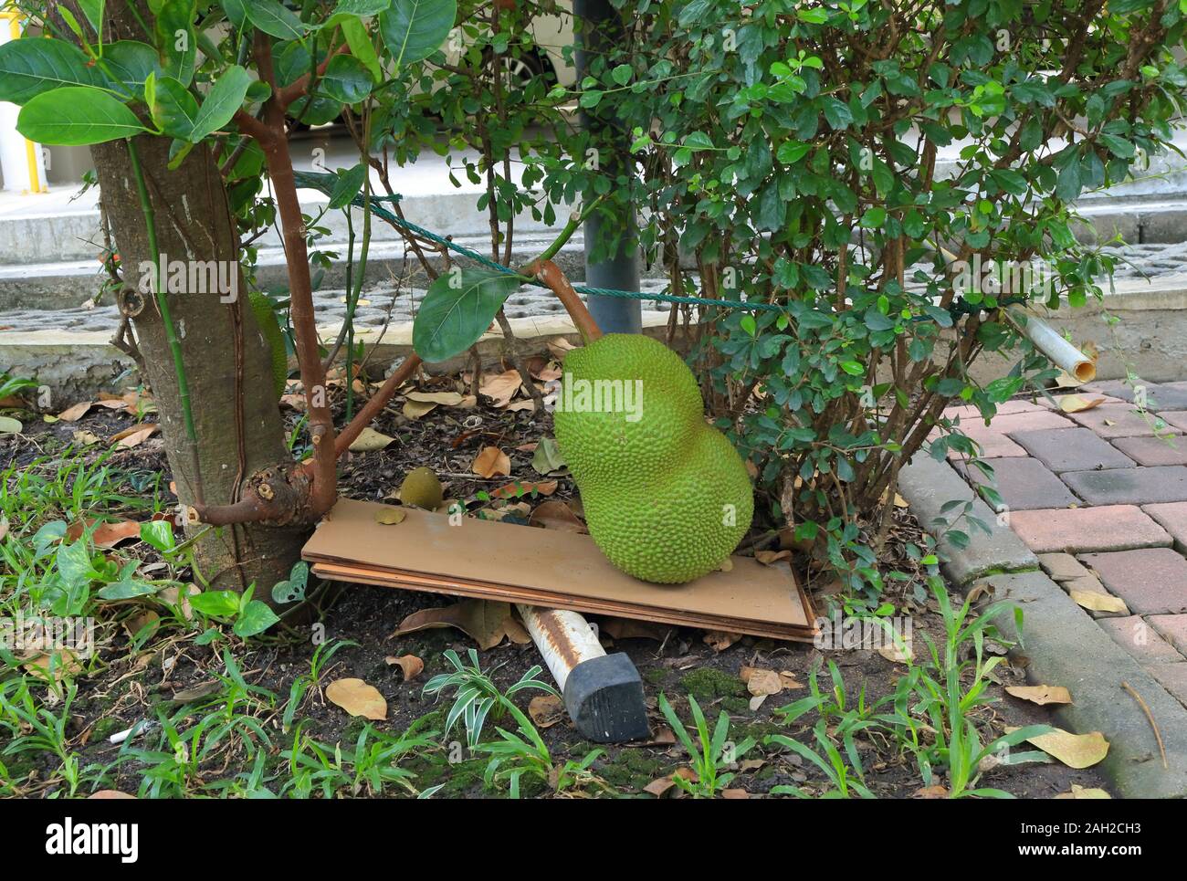 Un grand ou jacquier artocarpus heterophyllus mis sur planche bois sur support métallique, mais il est hors d'équilibre Banque D'Images