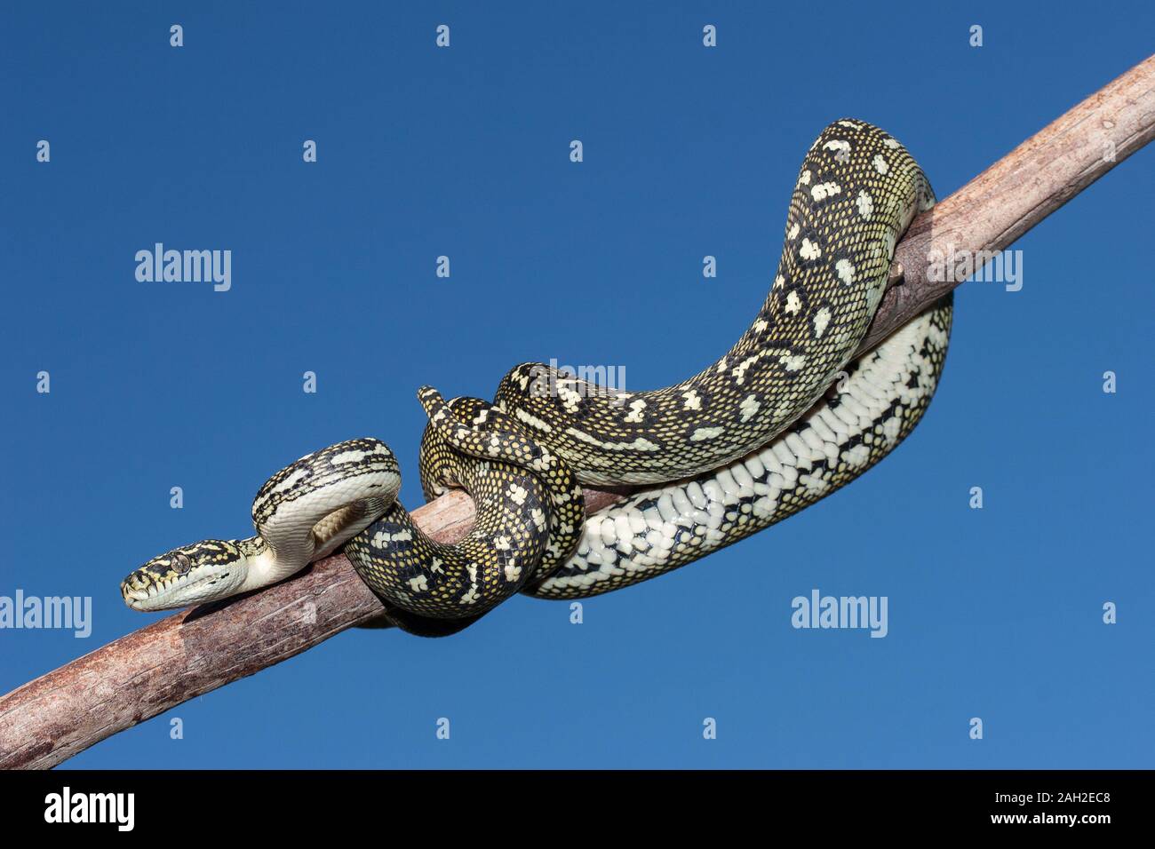 Diamond Pythons Banque D'Images