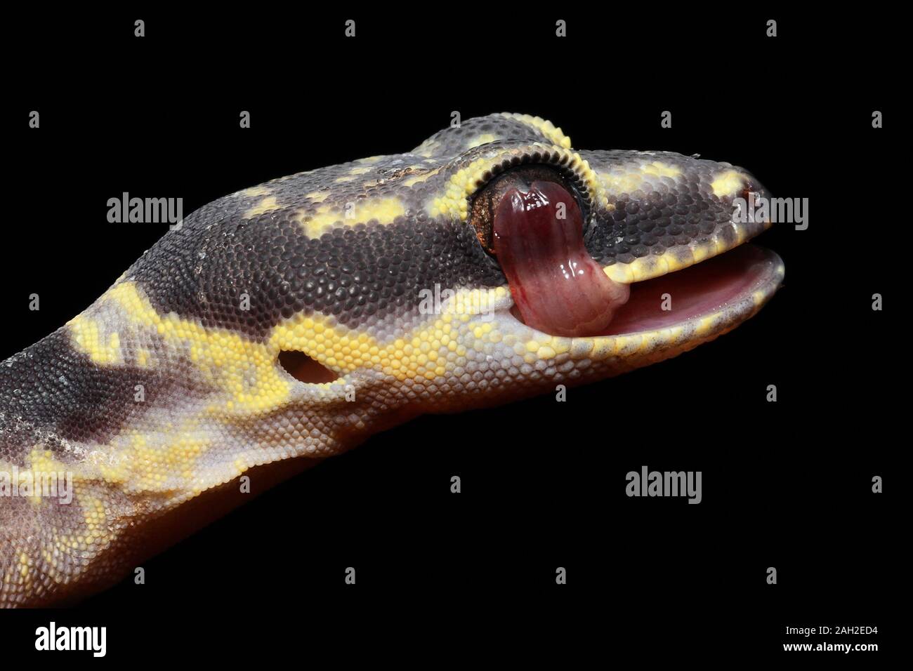 Intérieur Marbled Velvet Gecko nettoyage des yeux Banque D'Images