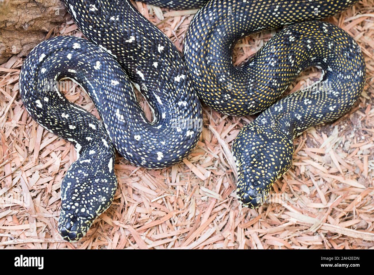 Diamond Pythons Banque D'Images