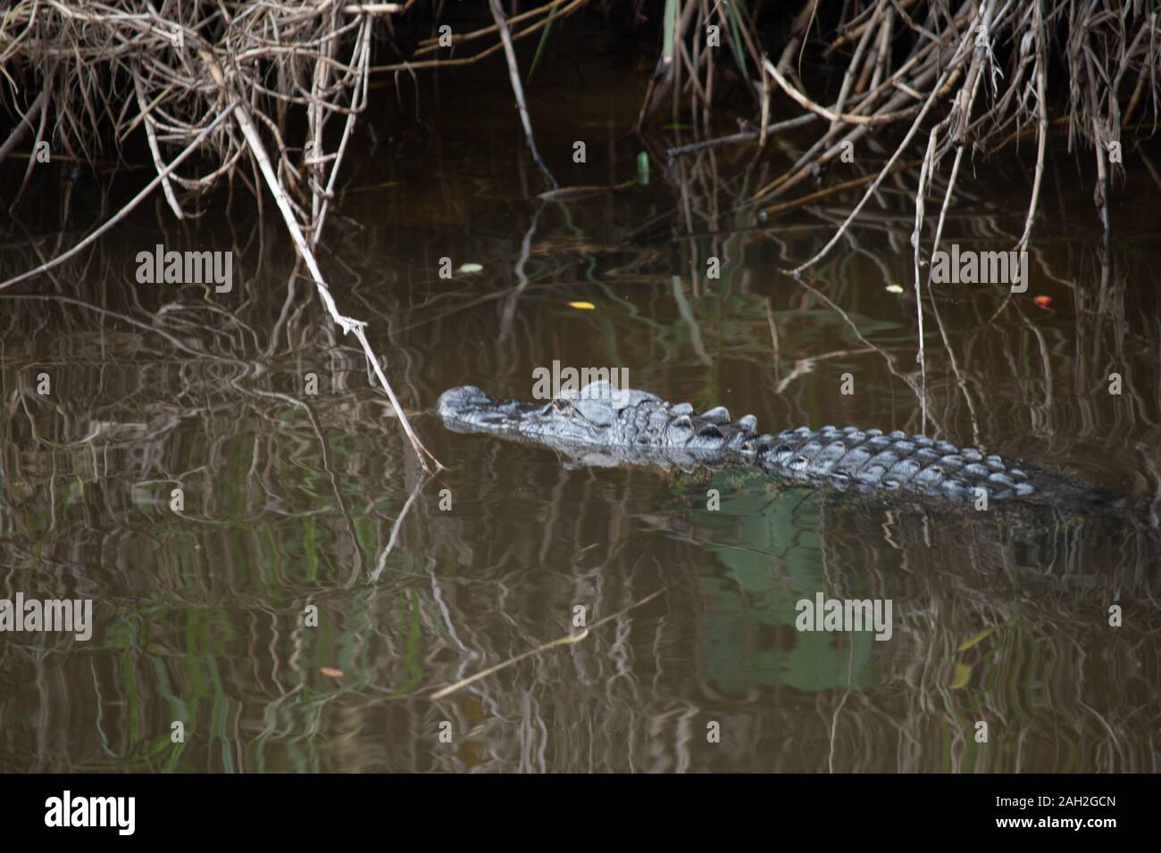 Des alligators dans le canal de Saint Lucy qui coule du lac Okeechobee en Floride comme son espoir de manger une morsure. Banque D'Images