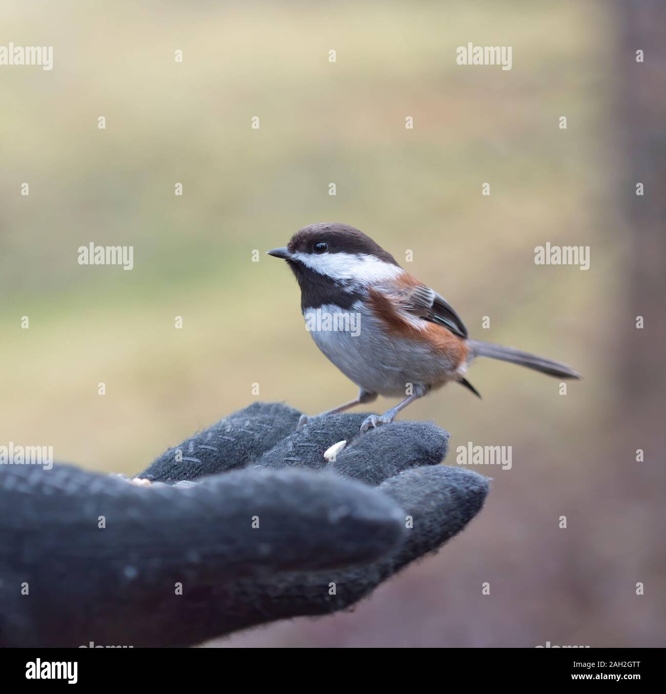 Mignon mésange à dos assis sur une main gantée tenant graines. Banque D'Images