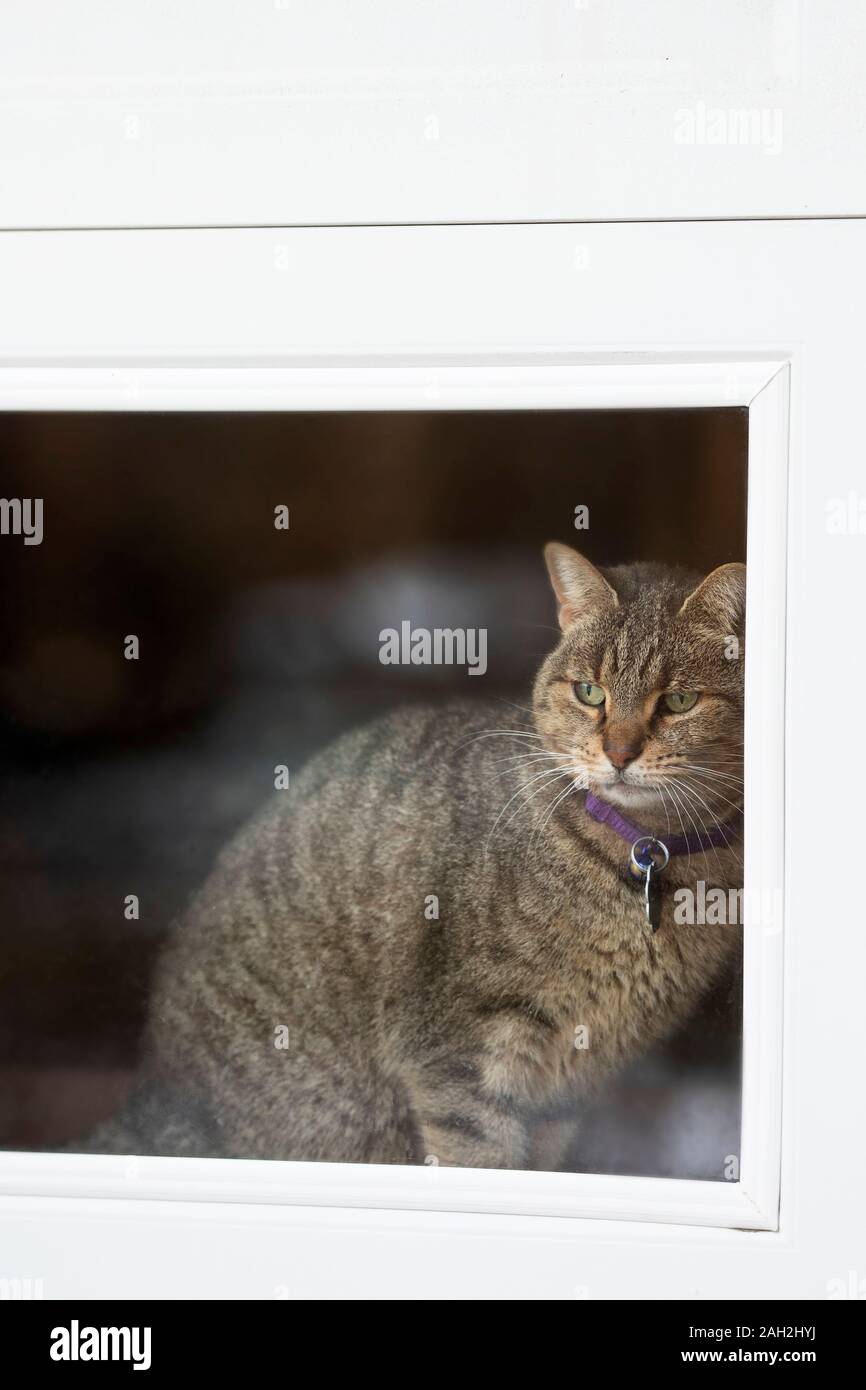 Un chat tigré fixant une fenêtre du garage. Banque D'Images