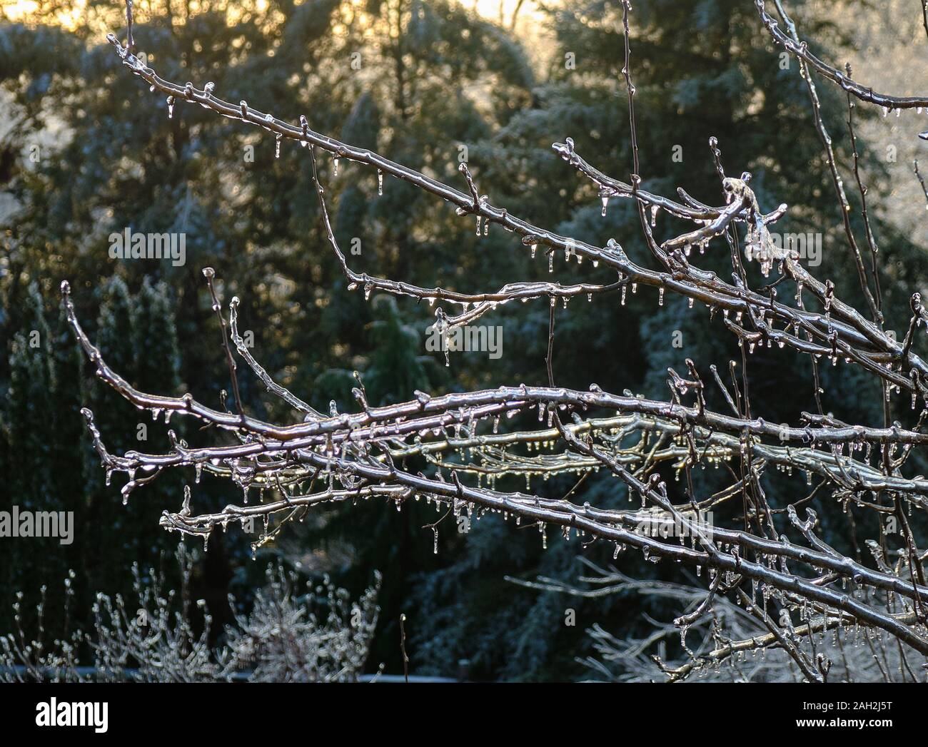 Les glaçons de drapés des branches d'arbre après une tempête de glace dans le Connecticut Banque D'Images