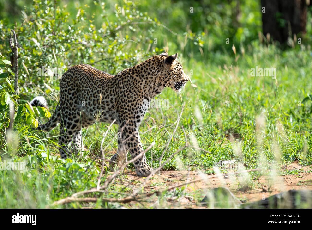 Un léopard - Panthera pardus - promenades à travers l'herbe dans le Parc National Kruger, Afrique du Sud Banque D'Images