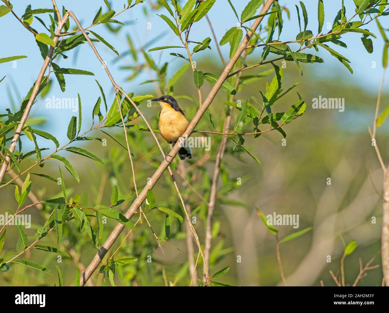 Un Black-capped Donacobius dans le Pantanal dans Pantanatl Parc national au Brésil Banque D'Images