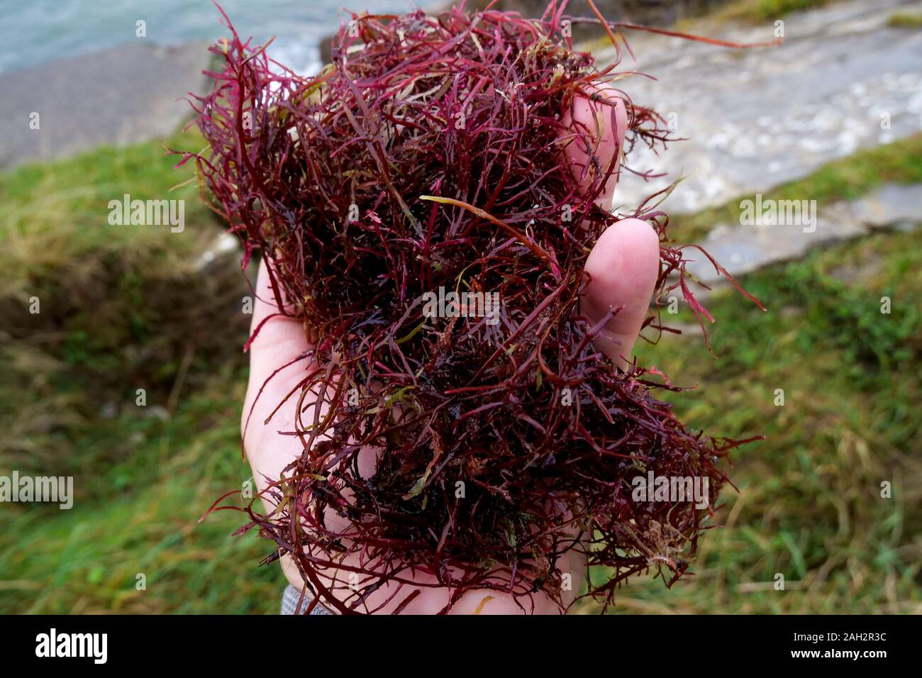 Gelidium Sesquipedale, algues rouges, la plage de Socoa, Pays Basque, Pyrénées-Atlantiques, France Banque D'Images