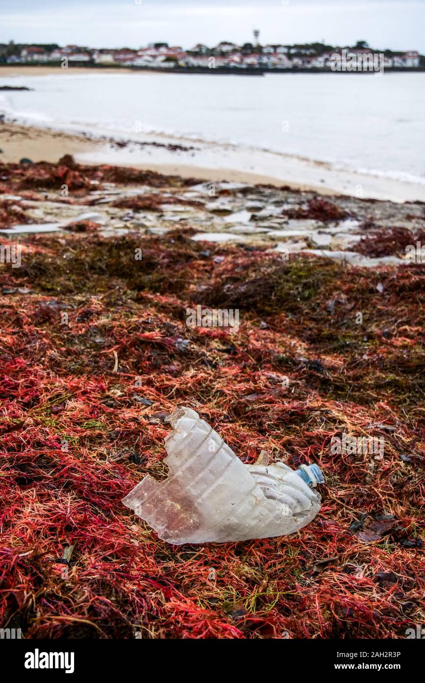 Bouteille en plastique portant chez les algues rouges, la plage de Socoa, Pays Basque, Pyrénées-Atlantiques, France Banque D'Images