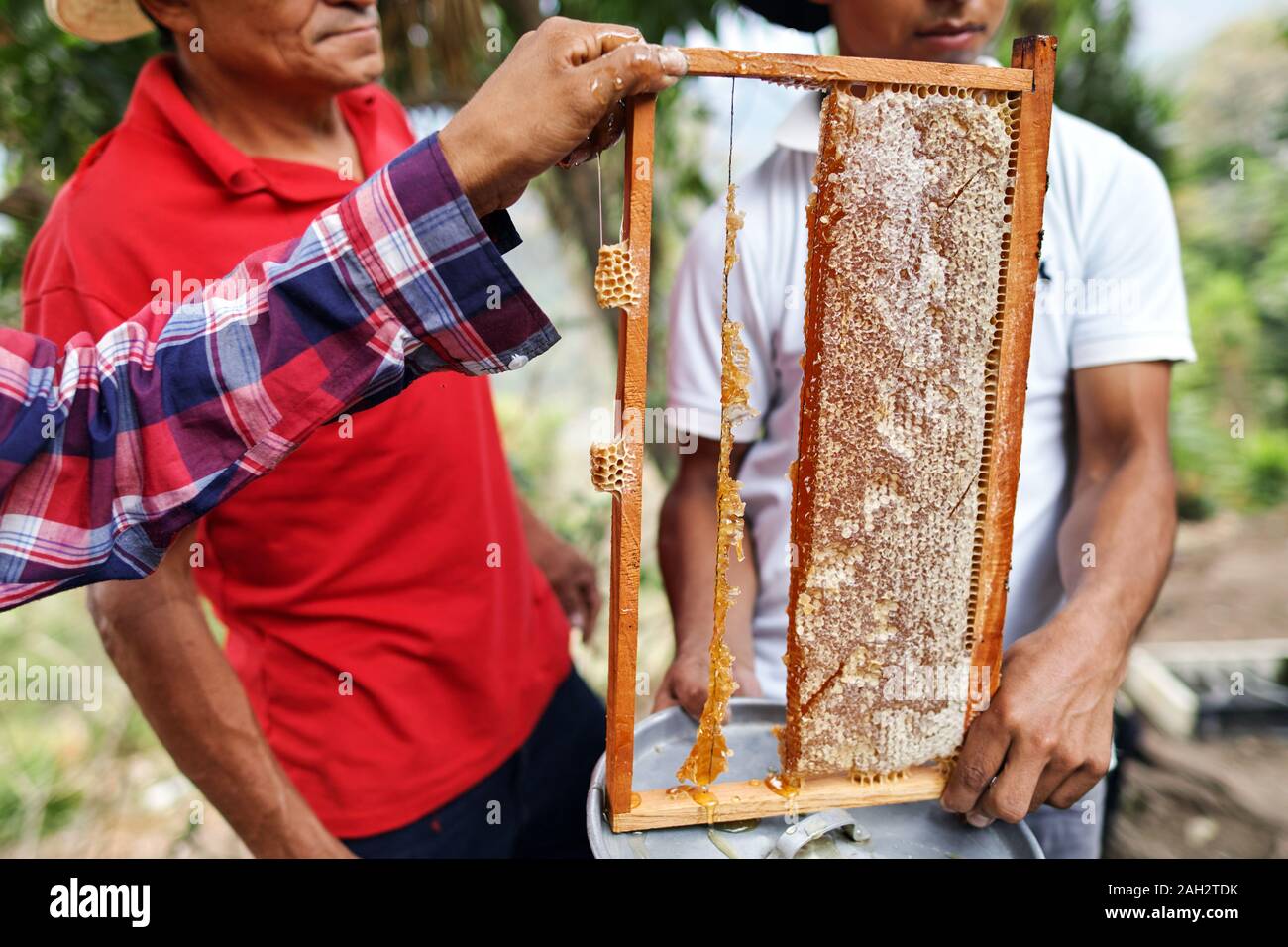 Apiculteurs affichant une ruche d'abeilles miel. Banque D'Images