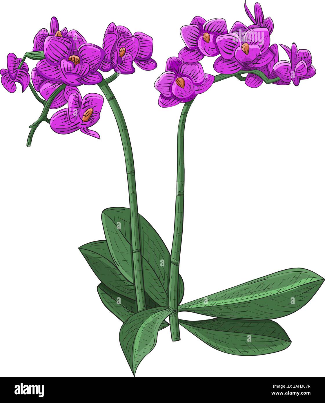 Orchidée Phalaenopsis mauve. Croquis dessinés à la main, Illustration de Vecteur