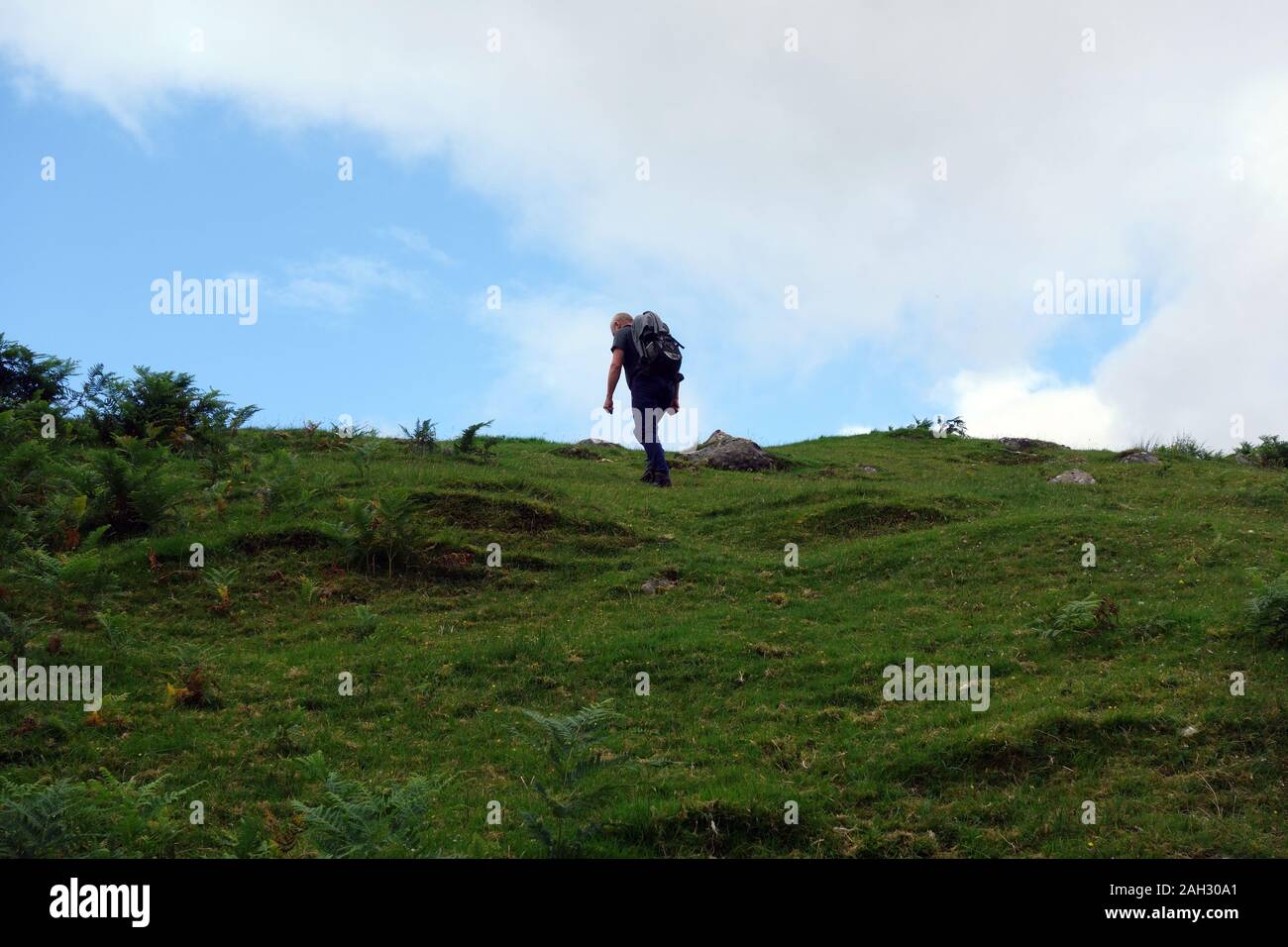 Homme seul Hillwalker marche à travers les fougères sur la montagne Ben Corbett écossais tee sur le chemin d'Kilfinnan dans le Great Glen, les Highlands écossais. Banque D'Images