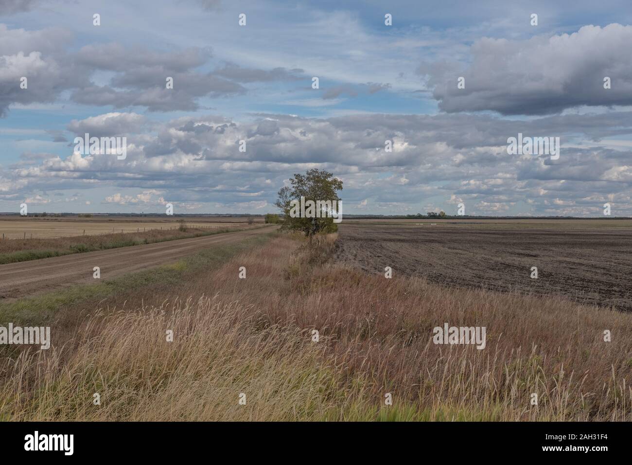 Arbre isolé sur Prairie Banque D'Images