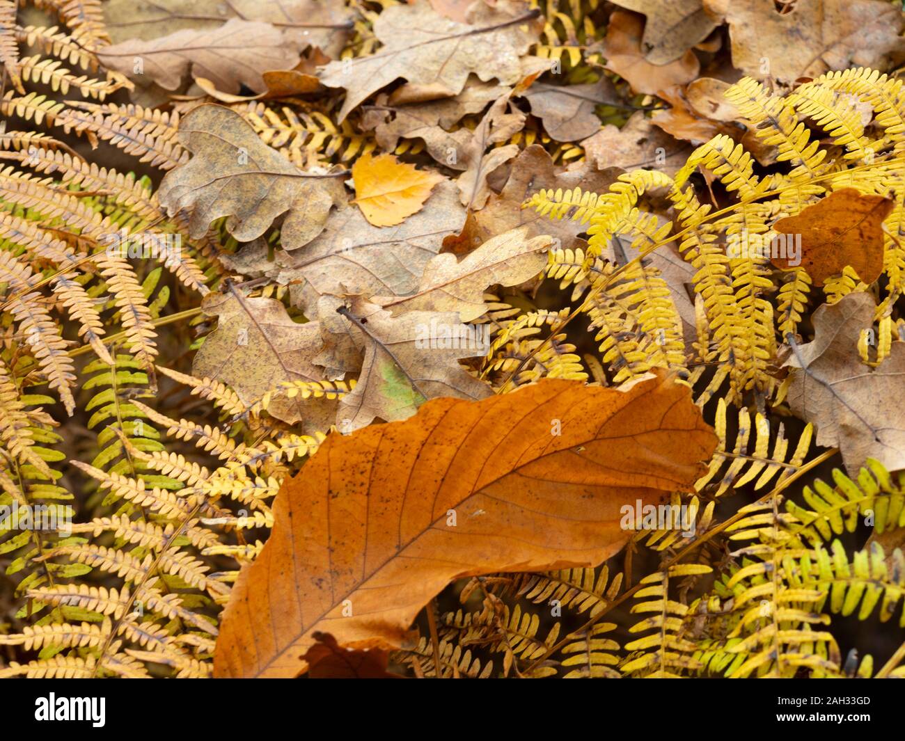 Scène forestiers d'automne. Banque D'Images