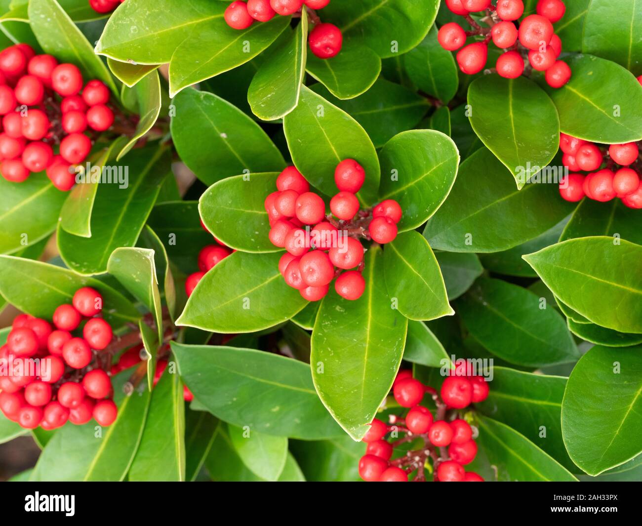 Skimmia japonica, 'Nymans' Banque D'Images