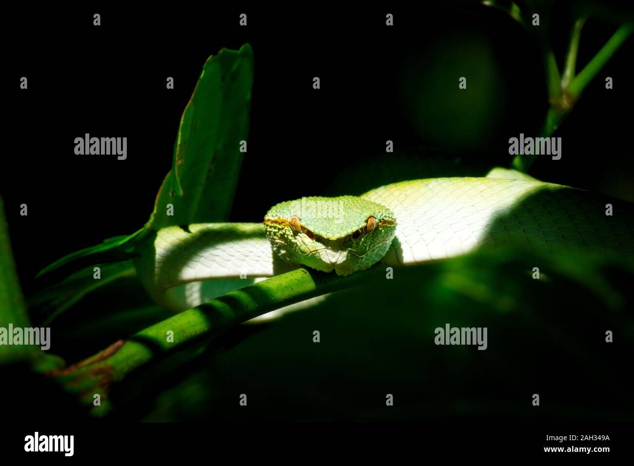 Pit Viper vert carénées de Bornéo - Tropidolaemus subannulatus. Parc national de Bako, Malaisie, Bornéo. Au cours de la nuit. Gros plan sur arbre. Serpent vert suspendu. Banque D'Images