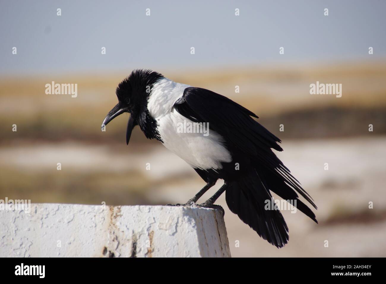 L'article Pied Crow (Corvus albus) portrait avec arrière-plan flou, dans le parc national d'Etosha, Namibie. L'Afrique. Banque D'Images