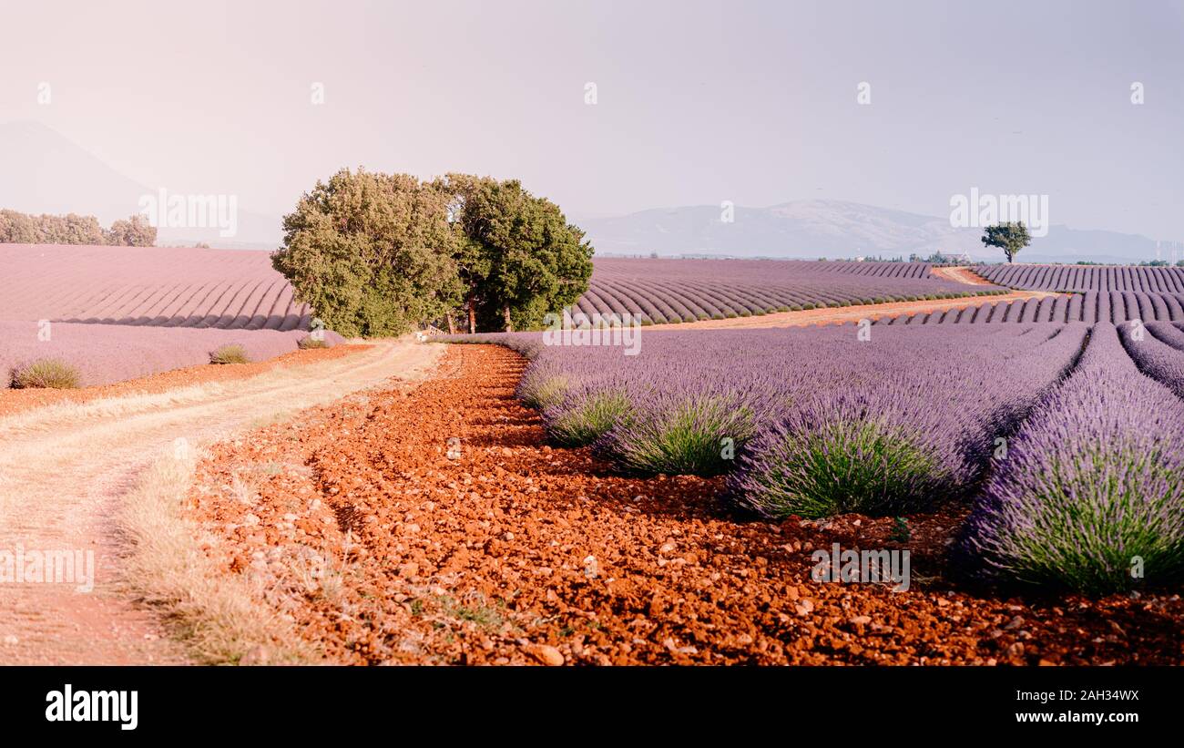 Provence, dans le sud de la France. Champ de lavande en fleur. Valensole Banque D'Images