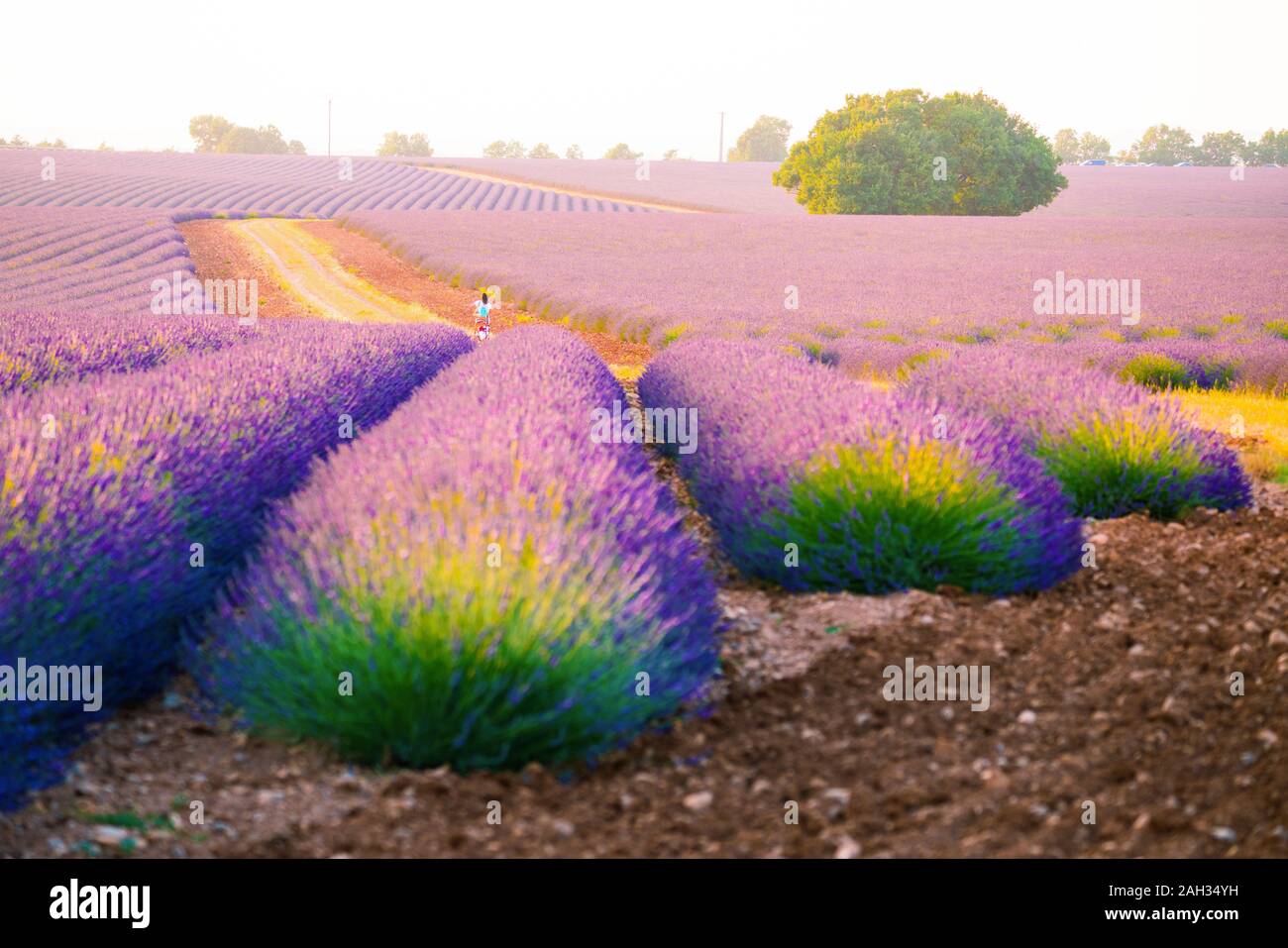 Provence, dans le sud de la France. Champ de lavande en fleur. Valensole Banque D'Images