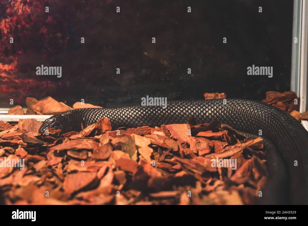 Black Snake reposant sur les feuilles de verre à l'intérieur des animaux à Phu Quoc. Banque D'Images