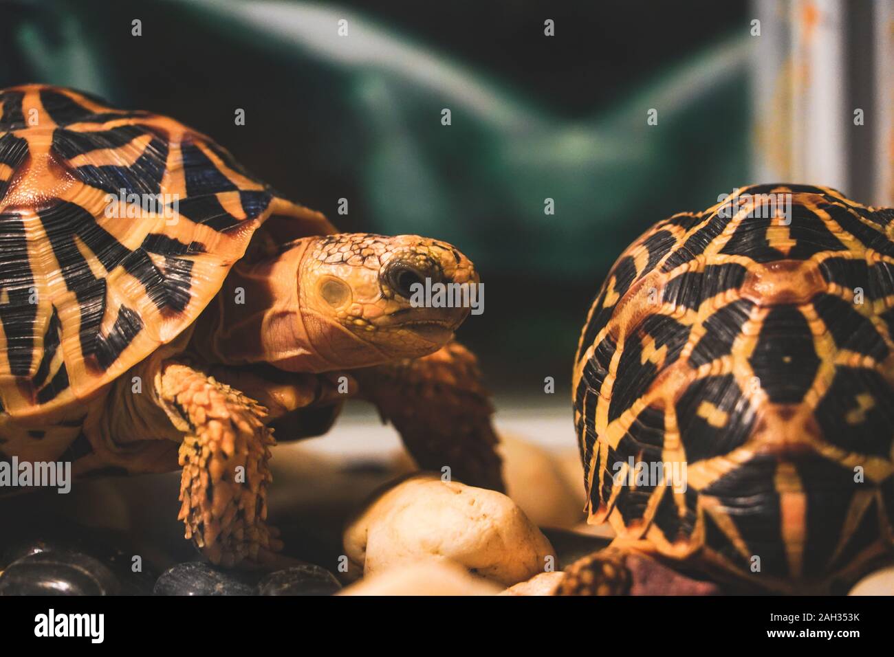 Petite tortue terrestre à l'intérieur du verre dans le zoo de Phu Quoc réservation animaux Banque D'Images