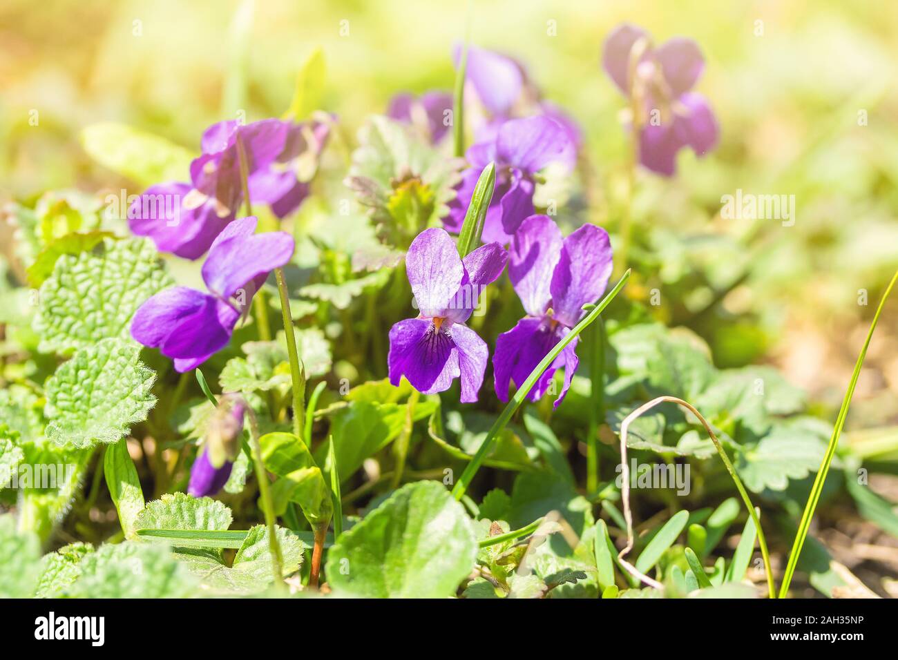 Belle fleur de violette odorate. Les premières fleurs de printemps Banque D'Images