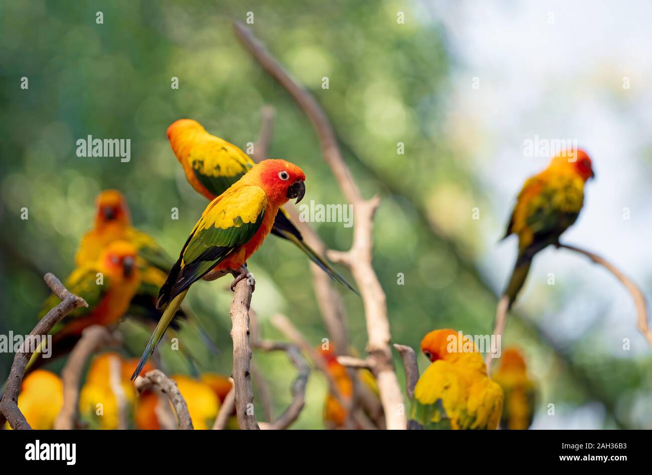 Libre Groupe de perroquet Conure Soleil perché sur la branche isolé sur fond Banque D'Images
