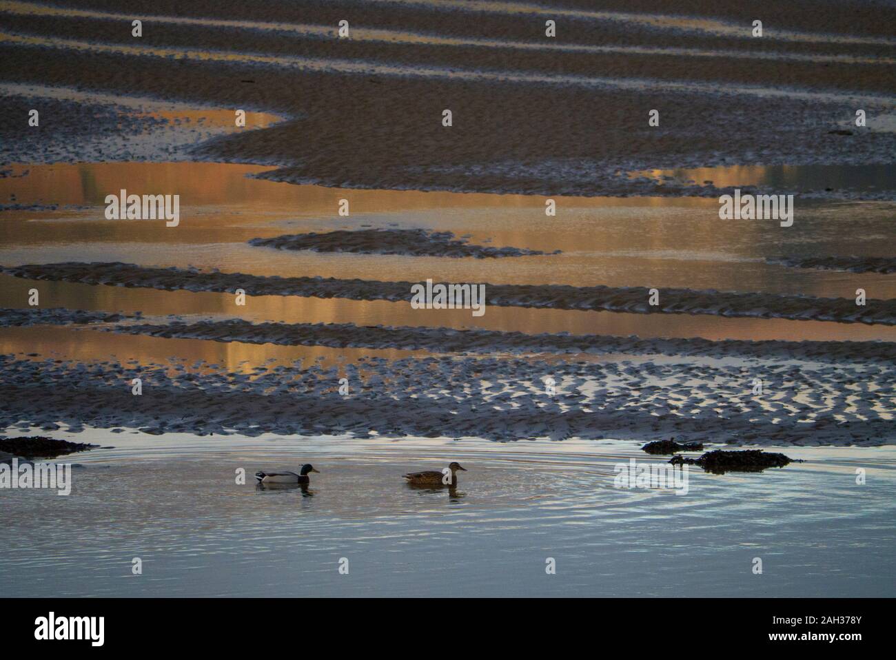 Les canards colverts Loch Fleet Sutherland Ecosse UK Banque D'Images