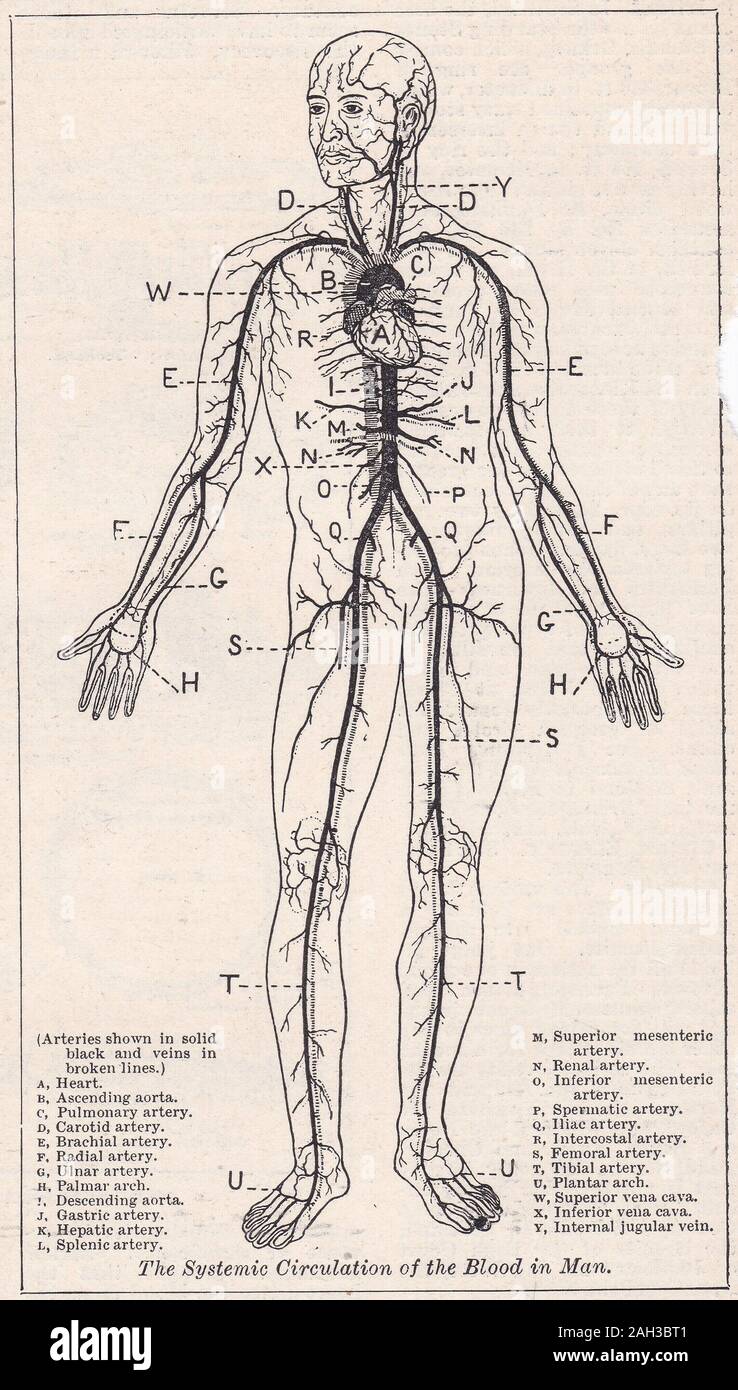 Vintage illustration de la grande circulation du sang dans l'Homme Banque D'Images