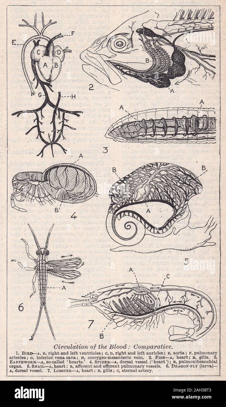 Illustrations vintage de la circulation du sang : Comparative Banque D'Images