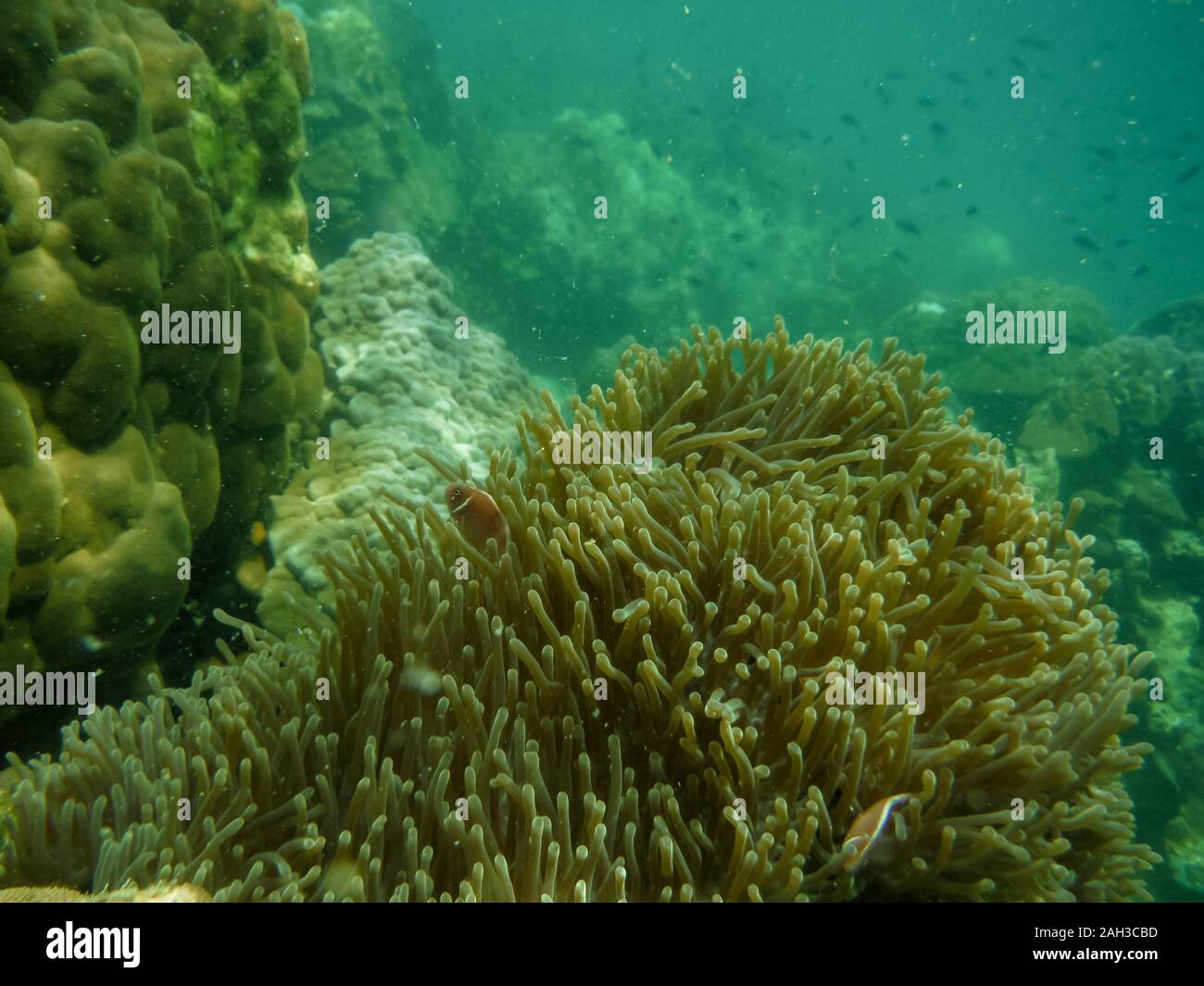 La Plongée en Thailande watch anemone et poisson clown à la mer Banque D'Images