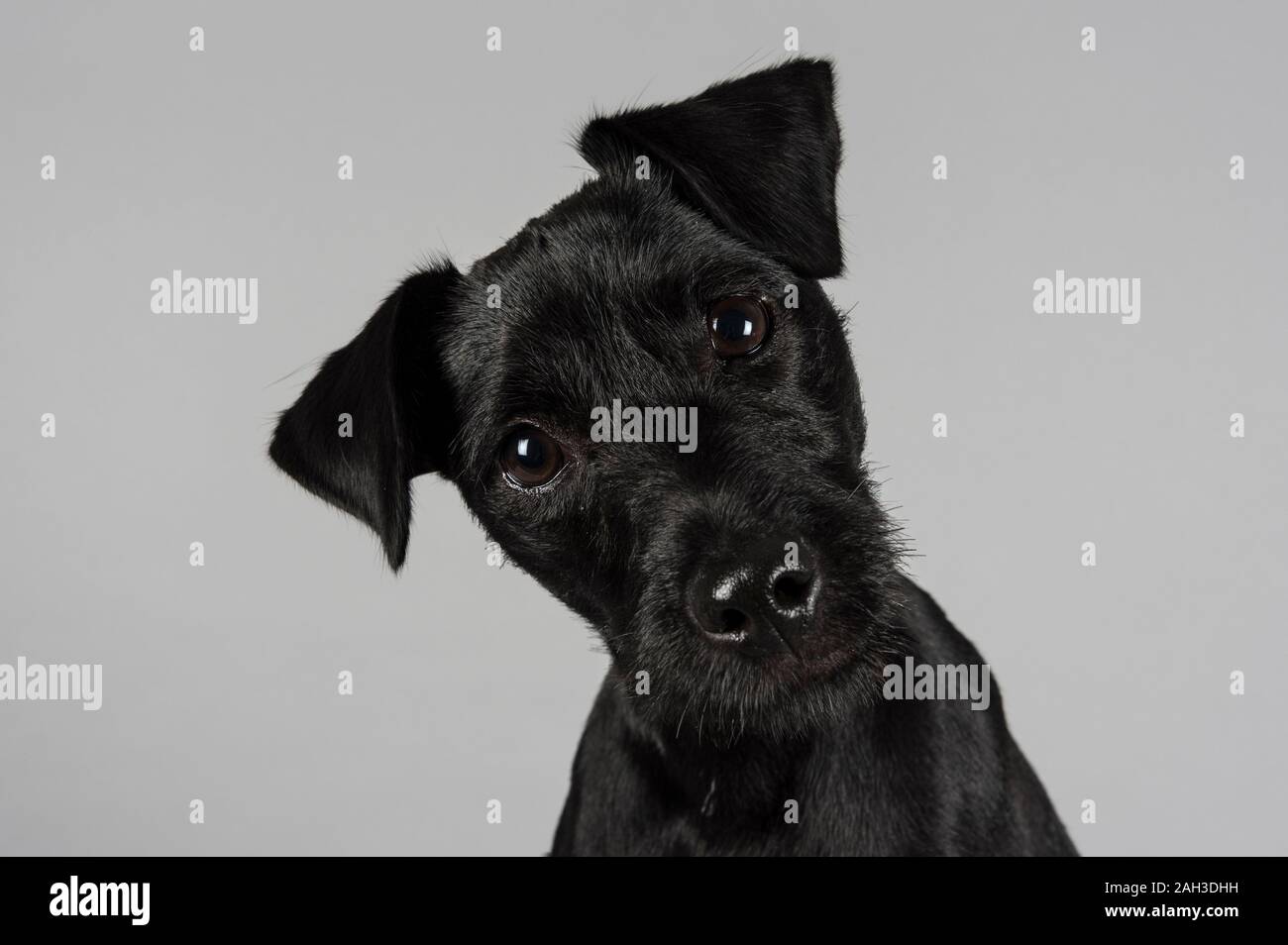 Patterdale Terrier Puppy, 10 mois, femme, Royaume-Uni. Banque D'Images