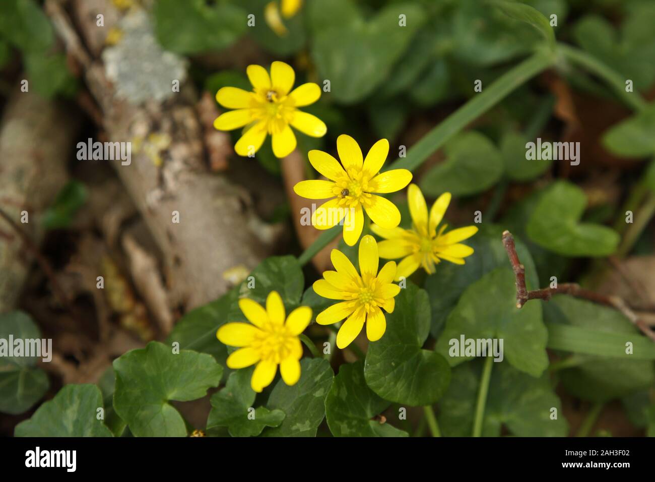 Lesser Celandine Banque D'Images