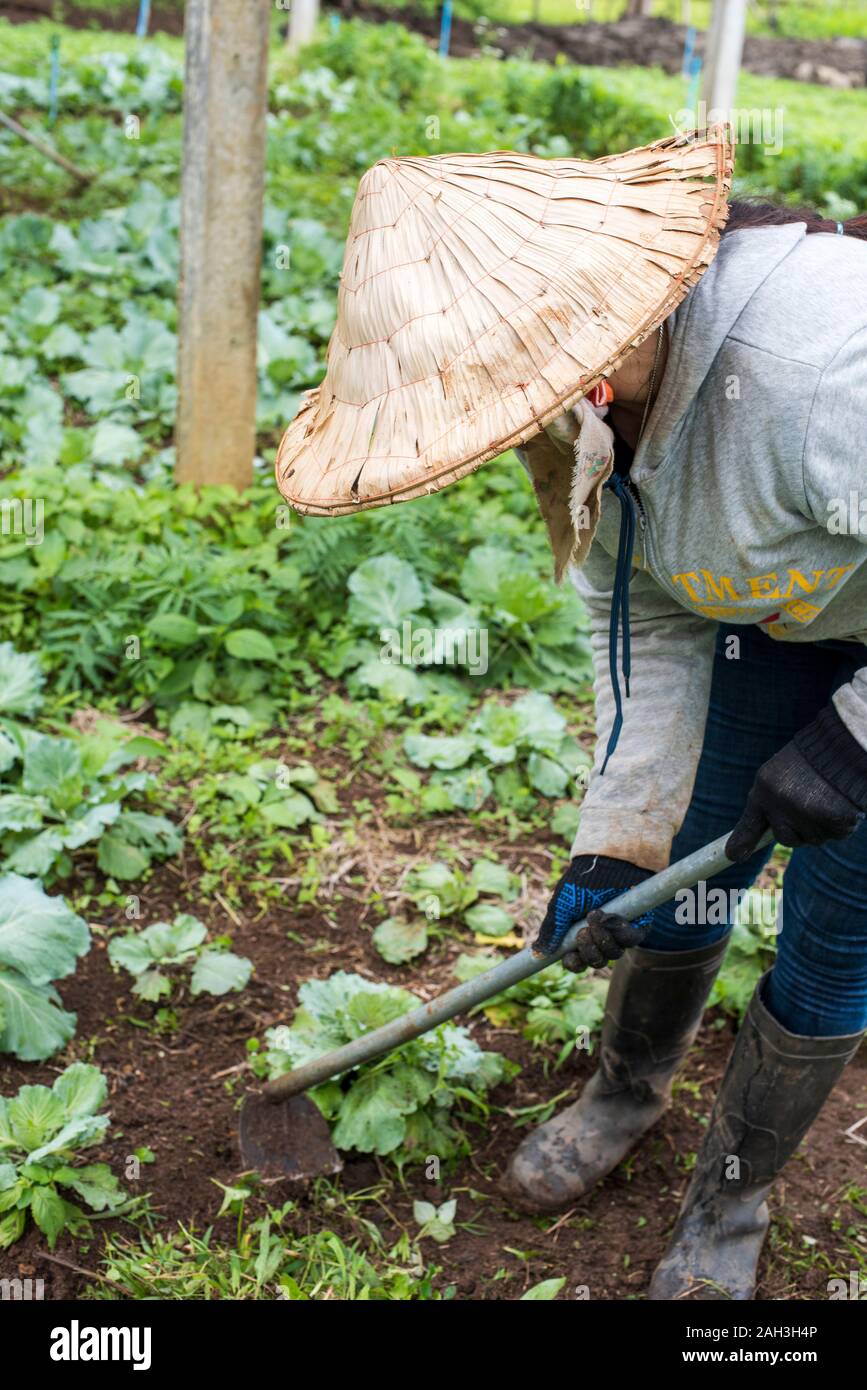 Laongam, Laos, Terre Verte Centre (GEC) avec femme en chapeau conique tending plants Banque D'Images