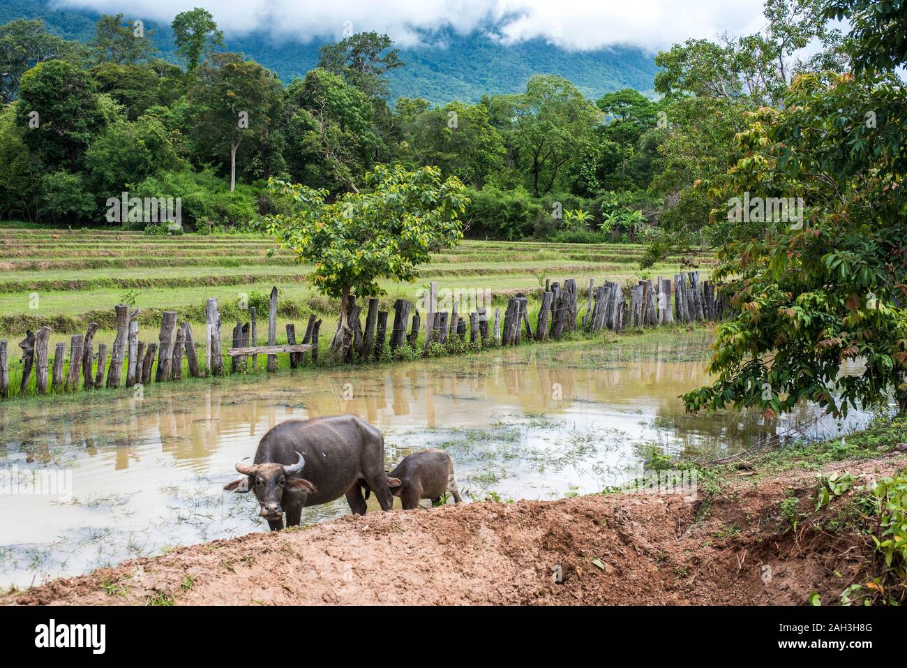 Le buffle d'eau dans l'eau près de Paske, Laos Banque D'Images